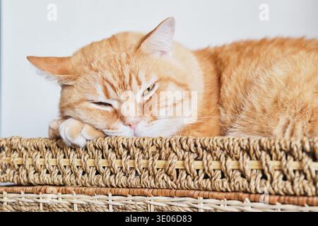Orange tabby cat relaxing, sleeping with one eye open in wicker basket Stock Photo