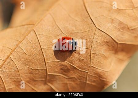 Close up photo of a seven-spot ladybird on a dry, fallen leaf in early spring Stock Photo