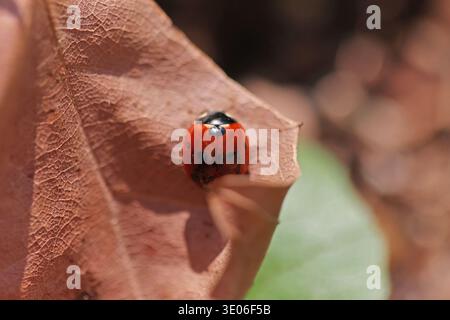 Close up photo of a seven-spot ladybird on a dry, fallen leaf in early spring Stock Photo