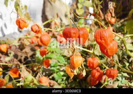 Physalis peruviana fruits harvest. Physalis flowers,  Ground Cherry in the autumn garden. Stock Photo