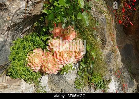 Vibrant Pink Witch Aeonium succulent rosettes growing against a stone wall. A striking close-up of a variegated Aeonium arboreum plant featuring Stock Photo