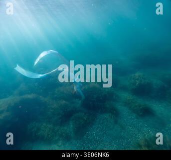 Freediving underwater sunbeams woman dives deep into the ocean towards a rocky seafloor with sunlight streaming through clear blue water capturing Stock Photo