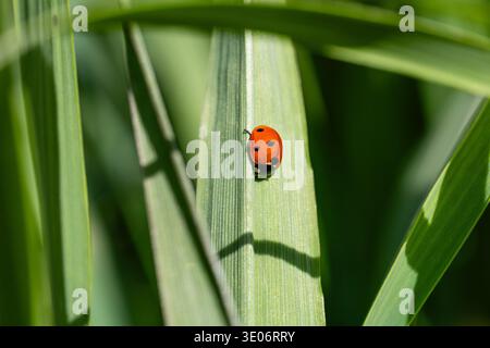 Lady bug sitting on a green leaf. in a garden in Madrid Stock Photo