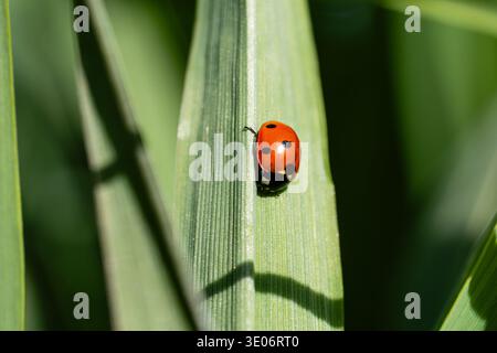 Lady bug sitting on a green leaf. in a garden in Madrid Stock Photo