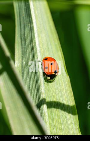 Lady bug sitting on a green leaf. in a garden in Madrid Stock Photo