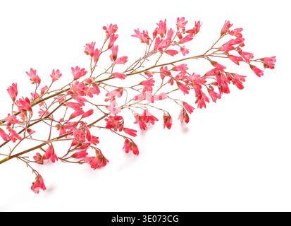 Coral bells flowers isolated on white background Stock Photo
