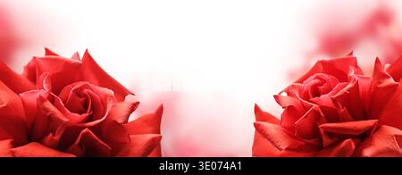 Soft composition of red roses placed at both sides of a white background, ideal as a romantic floral banner with generous copy space. Stock Photo