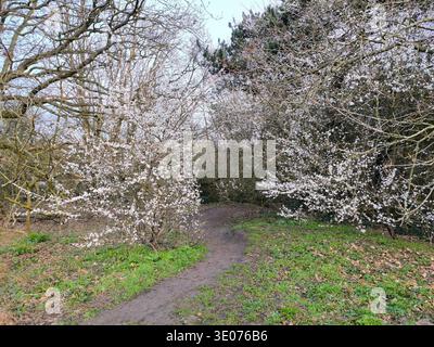 Spring meadow path leading through white blossom hawthorn trees Stock Photo