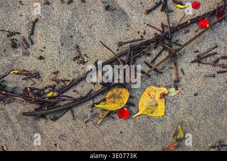 Broken wooden sticks and leaves on beach sand. Dry fallen leaves and twigs from the trees lie on sandy soil. Natural background. Nobody, copyspace Stock Photo