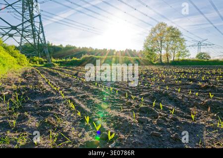 Young corn plants sprouting in a cultivated field with power lines overhead and sunlight shining through trees in the background. Stock Photo