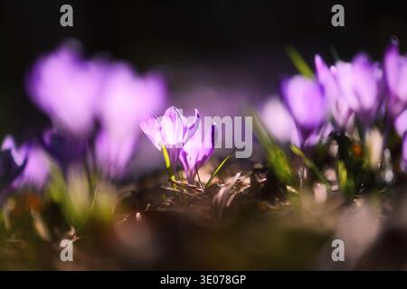 Blooming crocuses rising from forest floor with blurred purple background. Early spring wildflowers, shallow depth macro, vibrant petals Stock Photo
