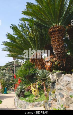 Lush Cycas revoluta palms and blooming succulents in Parco di Villa Rocca. Vertical shot of Japanese Sago Palms featuring thick brown trunks and green Stock Photo
