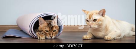 Bengal cat resting inside a rolled yoga mat while a Burmese cat lies nearby on wooden floor. Home workout and pet lifestyle concept with minimal backg Stock Photo