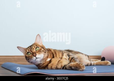 Bengal cat lying on yoga mat indoors with copy space. Domestic pet resting during home workout scene, minimal background and soft natural light. Stock Photo