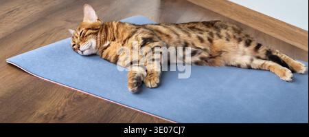 Bengal cat sleeping on yoga mat indoors. Domestic pet resting during home workout or yoga practice. Relaxed lifestyle scene with spotted purebred cat Stock Photo
