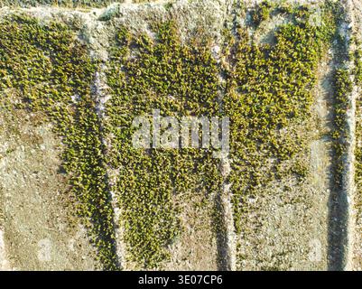 A high-angle macro shot of thick green moss spreading across a grey concrete surface. The vertical architectural lines of the stone provide a structur Stock Photo
