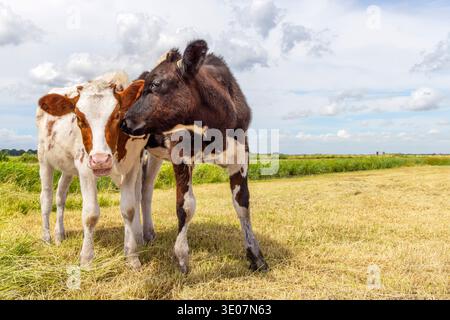 Cows love, calves play cuddling in a field under a blue sky, rubbing heads, lovingly and playful Stock Photo