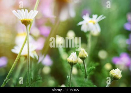Blooming daisies on a grassy meadow under the bright sky. Concept of peaceful outdoor leisure, rural landscape aesthetics, and traditional floral grow Stock Photo