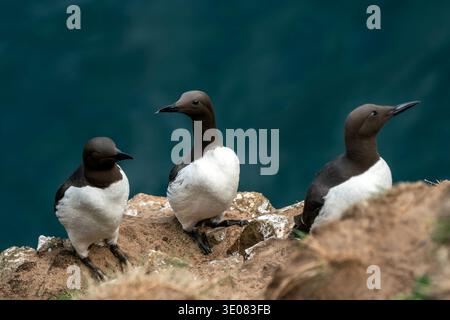 Common Guillemots bird commonly known as a murre perched on a rocky cliff edge overlooking the blue ocean, brown and white breeding plumage and sharp Stock Photo