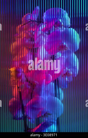 An orchid with vibrant petals illuminated by blue and red light, with a textured striped background that enhances the visual appeal. Stock Photo