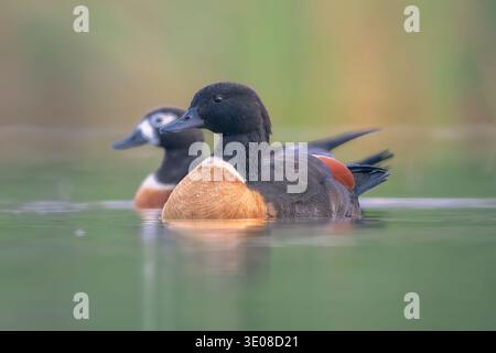 Close-up side view of a male and female Australasian shelduck (Tadorna tadornoides) couple swimming side by side in a lagoon, Australia Stock Photo