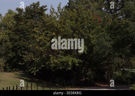 golden yellow leaves beginning to dot dense green foliage of tree as autumn creeps into summer (seasonal, landscape) Stock Photo