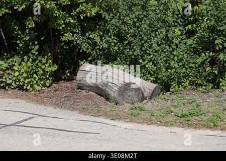 weather-beaten gray log beside paved walking, cycling path against dense green foliage in summer sunshine (landscape) Stock Photo