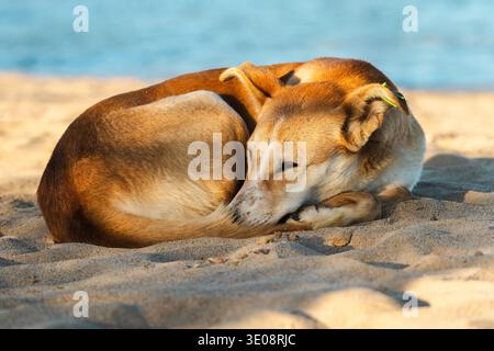 Stray dog sleeping peacefully on sandy beach near the sea in warm sunlight Stock Photo