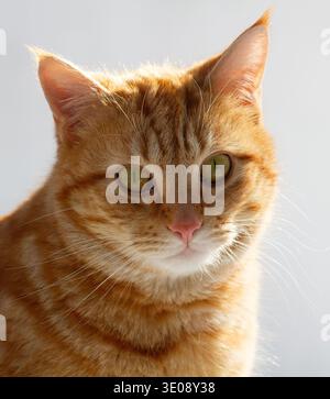 Orange tabby cat looking at camera, domestic feline portrait, Idaho USA Stock Photo