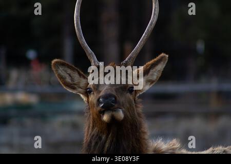 Young Bull Elk (Cervus Canadensis) looking toward the camera Idaho, USA Stock Photo