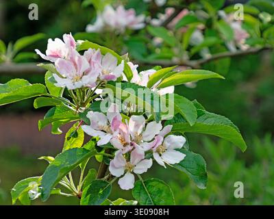 Close-up of delicate blossoms on an apple tree Stock Photo