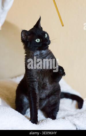 Playtime for a Devon Rex tomcat Stock Photo