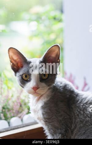 Young blue and white Devon Rex cat sitting at the window Stock Photo