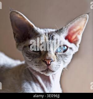 Portrait of a blue-eyed Devon Rex cat Stock Photo