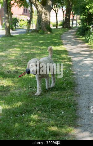 Labradoodle on a walk Stock Photo