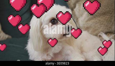 Resting white long-haired dog looking right on green couch, pink pixel hearts and beige pillow Stock Photo