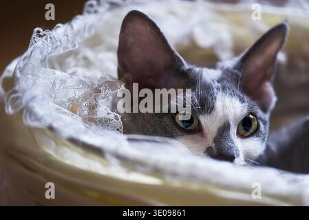 Young blue and white Devon Rex cat lying in a doll's pram Stock Photo