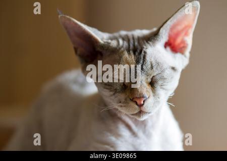 Devon Rex cat dozing off Stock Photo