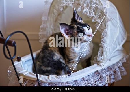 Devon Rex kitten sitting in a doll's pram Stock Photo
