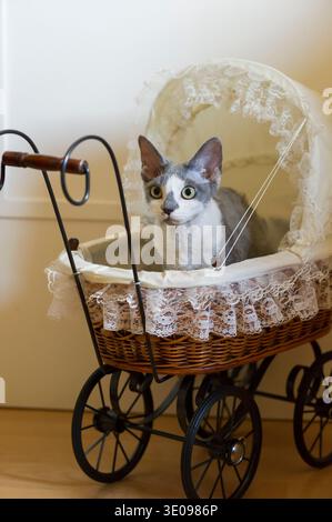 Young blue and white Devon Rex cat in a doll's pram Stock Photo