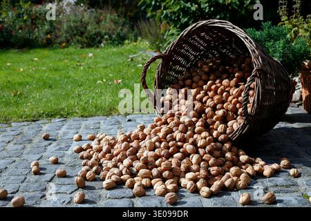 Organic walnuts from the garden Stock Photo