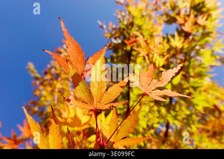 Golden yellow fall foliage of the Japanese maple (Acer japonicum) or Thunberg's fan maple Stock Photo
