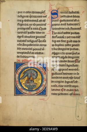 This ornate illumination from a medieval manuscript, likely from the 13th or 14th century, depicts a pelican in her piety, a symbolic representation of Christ's sacrifice. The illustration, rich in gold and vibrant colors, is embedded within a Latin text, characteristic of religious texts and bestiaries of the period. Stock Photo