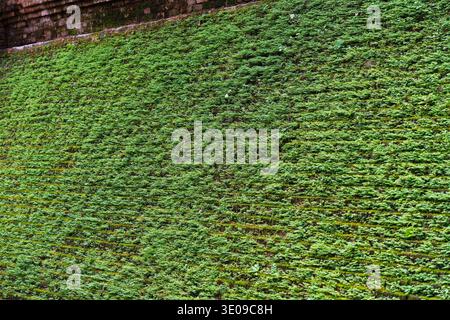 Old weathered historic brick wall with moss and plant growth covered texture background Stock Photo