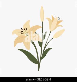 Cream Lily Flowers with Green Leaves and Unopened Buds Stock Vector