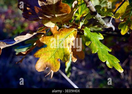 Autumn-colored oak leaves (Quercus sp.) Stock Photo