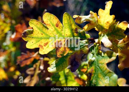 Autumn-colored oak leaves (Quercus sp.) Stock Photo