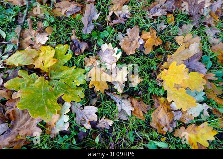 Autumn-colored oak leaves (Quercus sp.) Stock Photo