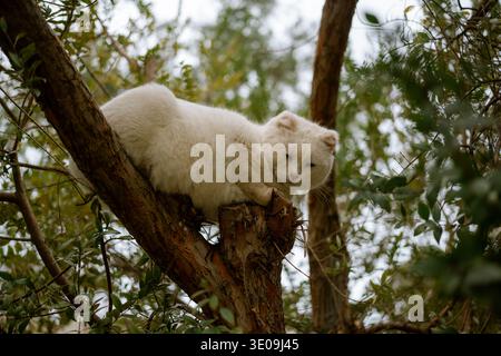 A fluffy white cat comfortably perched on a tree branch surrounded by greenery. Stock Photo
