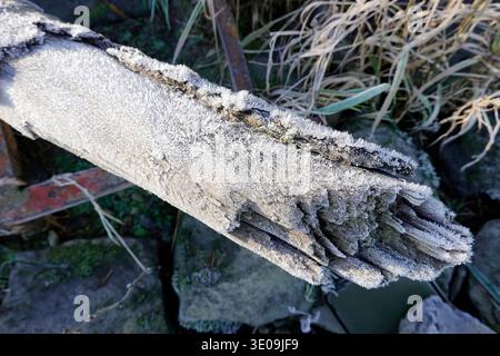 Hoarfrost on a piece of driftwood Stock Photo